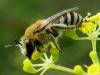 Colletes sp.